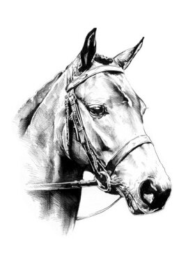 Papier peint  Portrait de cheval croquis