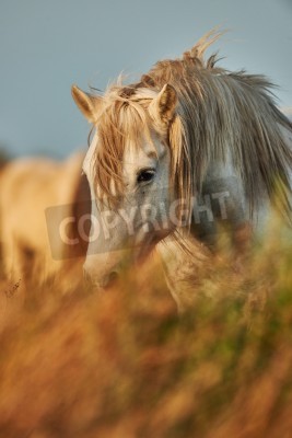 Papier peint  Portrait de cheval dans le pré