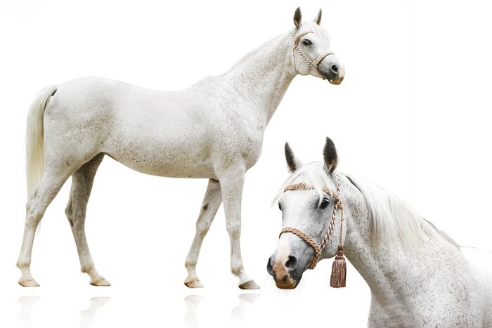 Papier peint  Portrait de cheval dans une bride ornée