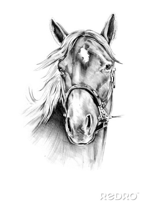 Papier peint  Portrait de cheval dessin