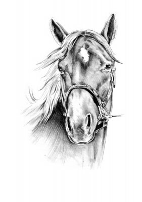 Papier peint  Portrait de cheval dessin