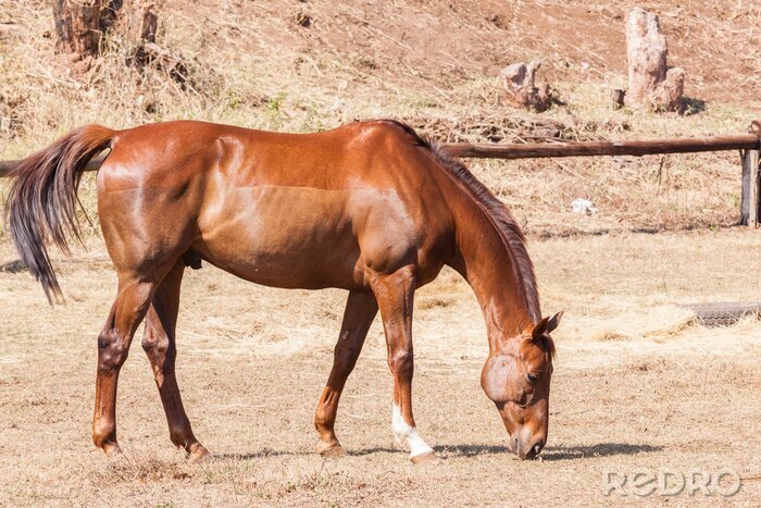 Papier peint  Portrait de cheval noir dans le désert