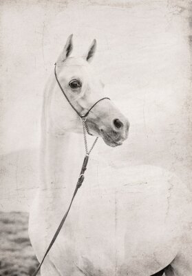 Papier peint  Portrait de cheval style rétro