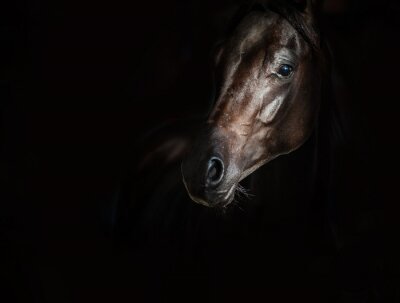Papier peint  Portrait de cheval sur fond noir