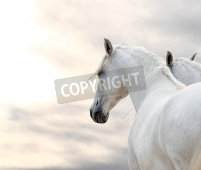 Papier peint  Portrait de chevaux blancs