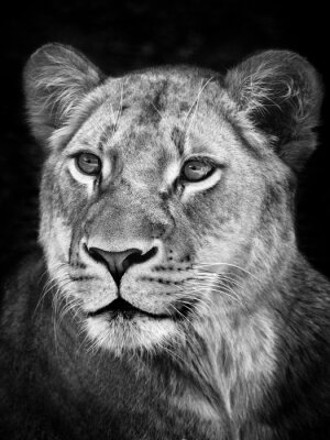 Papier peint  Portrait de lionne en noir et blanc
