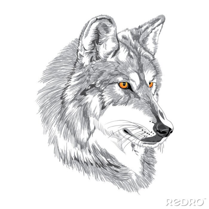 Papier peint  Portrait de loup gris