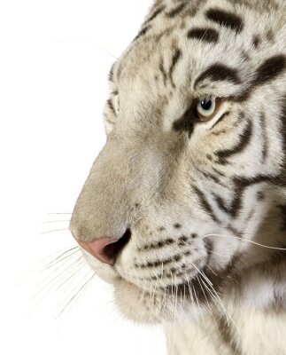 Portrait de tigre animal