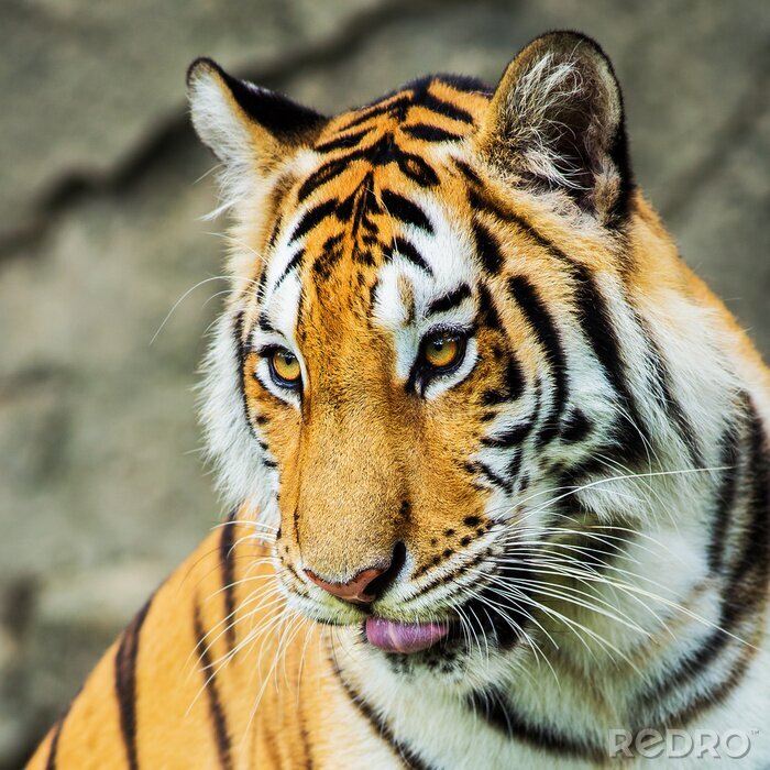 Papier peint  Portrait de tigre aux yeux d'or