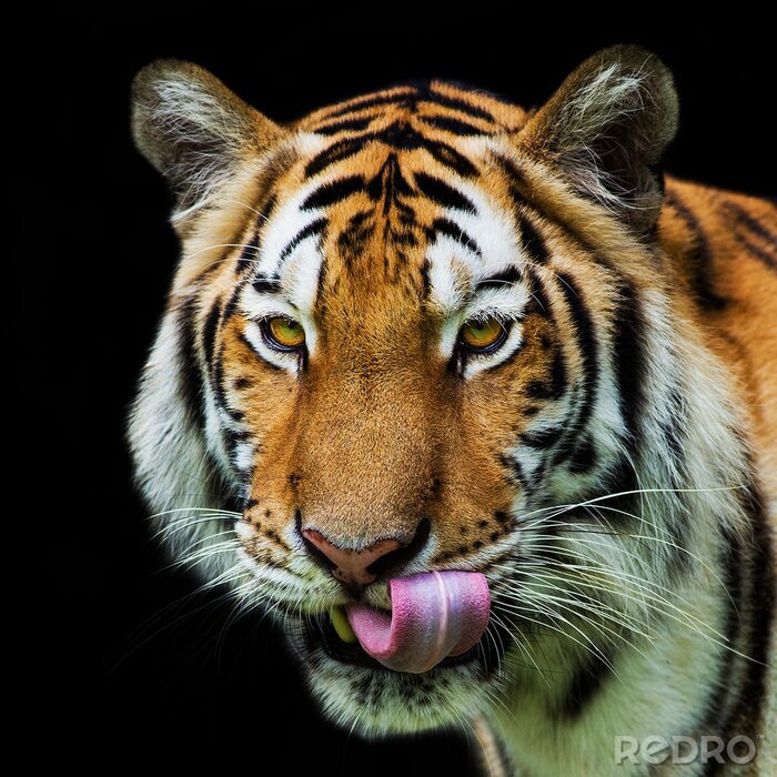 Papier peint  Portrait de tigre avec la langue tirée