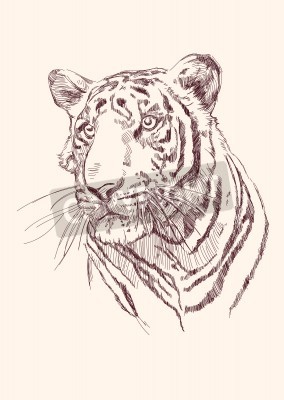 Papier peint  Portrait de tigre dessin au crayon