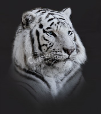 Papier peint  Portrait de tigre majestueux