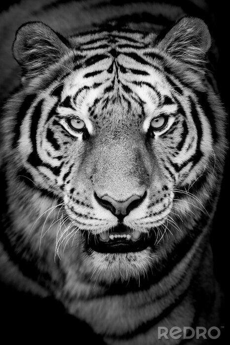 Papier peint  Portrait de tigre noir et blanc