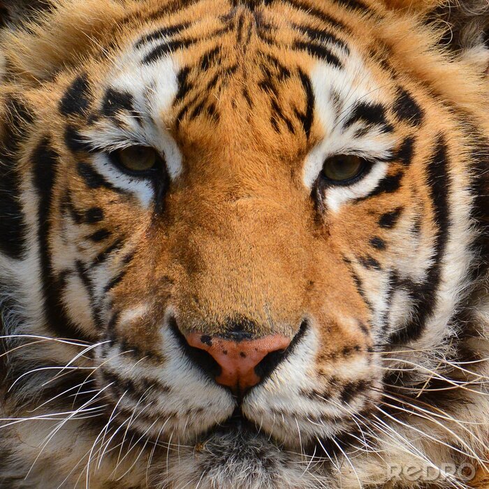 Papier peint  Portrait de tigre orange