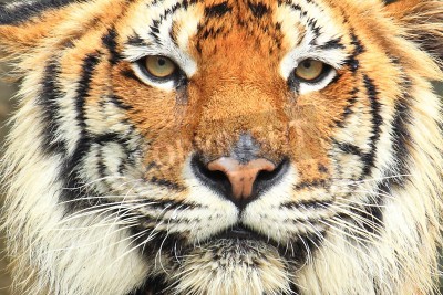 Papier peint  Portrait de tigre sauvage