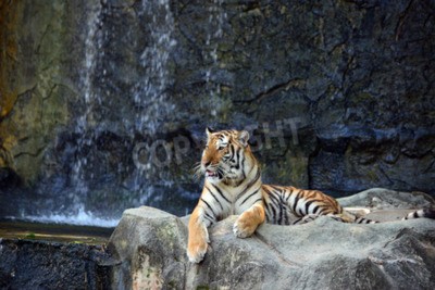 Papier peint  Portrait de tigre sur les pierres