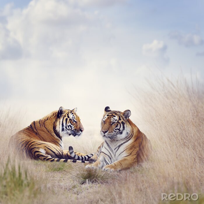 Papier peint  Portrait de tigres dans la savane