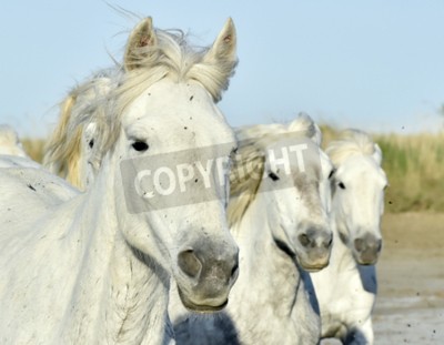 Papier peint  Portrait de trois chevaux