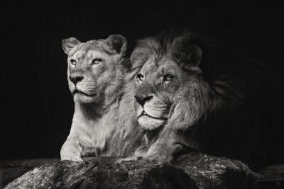 Papier peint  Portrait en noir et blanc d'un couple de lions