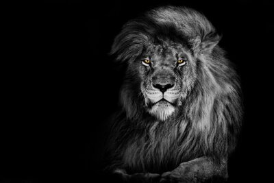 Papier peint  Portrait en noir et blanc d'un lion majestueux