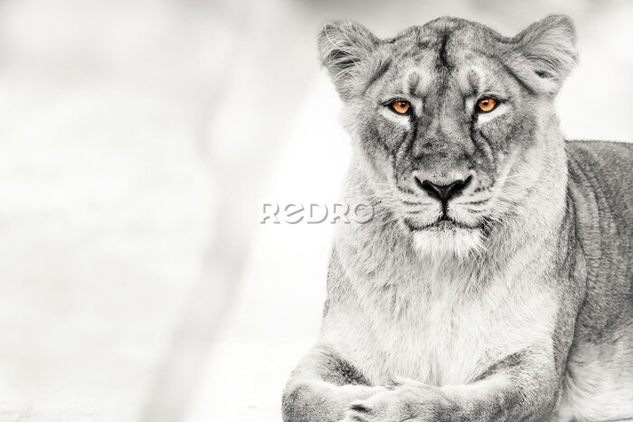 Papier peint  Portrait en noir et blanc d'une lionne