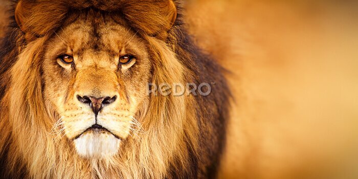 Papier peint  Portrait majestueux d'un lion