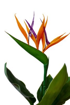 Papier peint  Portrait of strelitzia bird of paradise flower on the white background