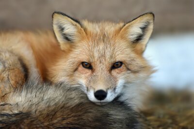 Papier peint  portrait Red fox