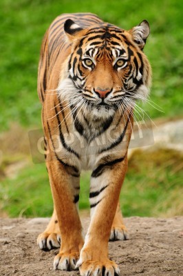 Papier peint  Portrait tigre du Bengale