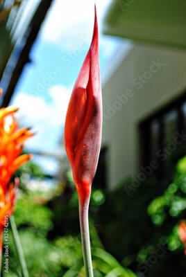 Papier peint  Portrait view, bud of a Strelitzia bird of paradise flower, bokeh in the background