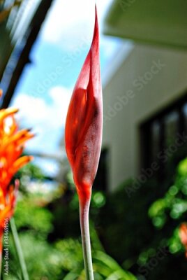 Papier peint  Portrait view, bud of a Strelitzia bird of paradise flower, bokeh in the background