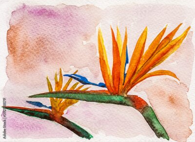 Papier peint  Portrayal of colorful strelitzia flowers in beige background. Watercolor painting.
