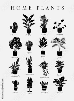 Papier peint  Poster home plants in linear style alocasia, strelitzia, dracaena, stefania, monster, begonia, ficus, palm, stromanthe, epipremnum, lyrata, cactus, agave, succulent, banana drawing with black