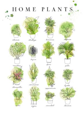 Papier peint  Poster home plants in watercolor handmade style alocasia, strelitzia, dracaena, stefania, monster, begonia, ficus, palm, stromanthe, epipremnum, lyrata, cactus, agave, succulent, banana