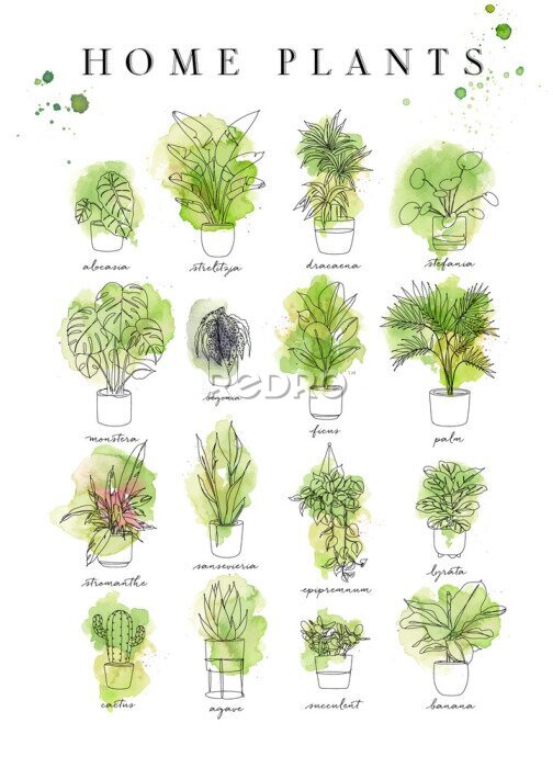 Papier peint  Poster home plants in watercolor handmade style alocasia, strelitzia, dracaena, stefania, monster, begonia, ficus, palm, stromanthe, epipremnum, lyrata, cactus, agave, succulent, banana
