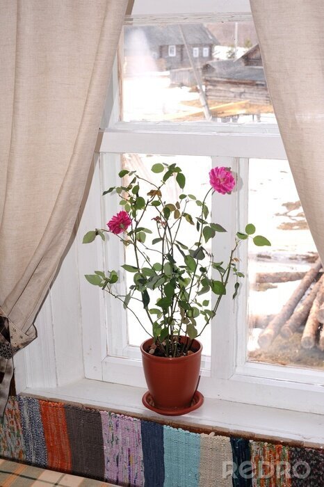Papier peint  Pot de fleurs sur le rebord d'une fenêtre