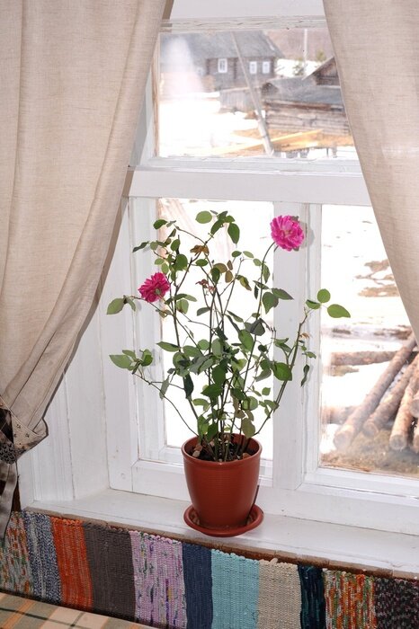 Papier peint  Pot de fleurs sur le rebord d'une fenêtre