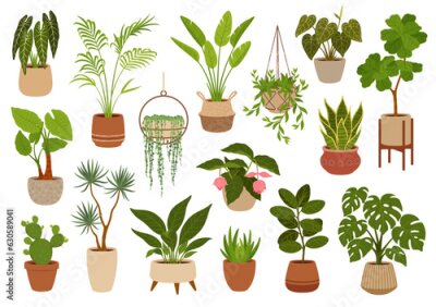 Papier peint  Pot with green plants, flowers and succulents. Office flowerpots. Cartoon vector indoor potted decorative houseplants. Palms monstera, cacti and ficus. Alocasia, sansevieria, strelitzia and agave
