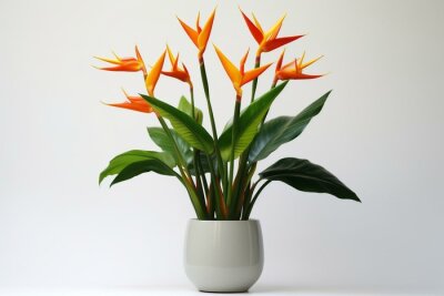 Papier peint  Pot with tropical strelitzia plants on white background. Generative AI