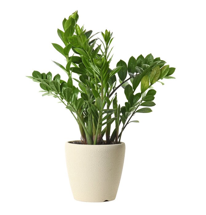 Papier peint  Pot with Zamioculcas home plant on white background