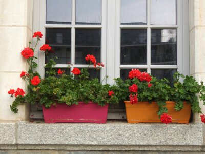 Papier peint  Pots de fleurs sur le rebord d'une fenêtre