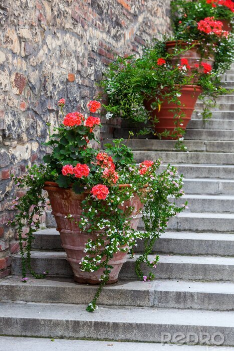 Papier peint  Pots de fleurs sur un escalier