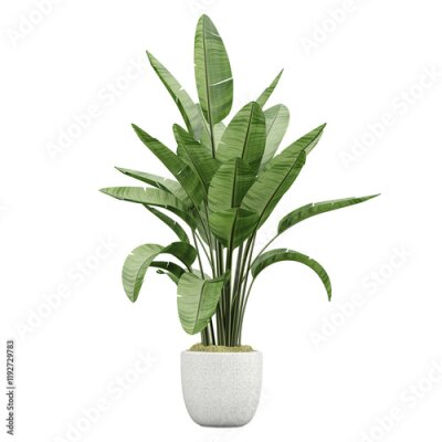 Papier peint  Potted green Strelitzia nicolai plants isolated on transparent Canvas