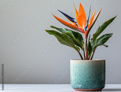 Papier peint  Potted pink Strelitzia (bird of paradise) flower in a pastel green pot, captured in high resolution with exquisite detail on a white background.