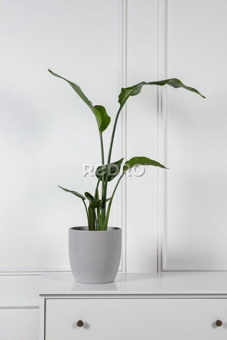 Papier peint  Potted strelitzia on chest of drawers near white wall. Beautiful houseplant