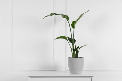 Papier peint  Potted strelitzia on chest of drawers near white wall, space for text. Beautiful houseplant