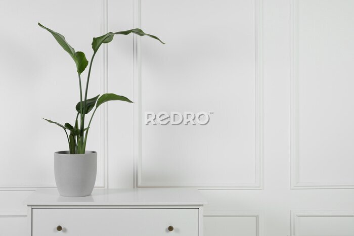 Papier peint  Potted strelitzia on chest of drawers near white wall, space for text. Beautiful houseplant
