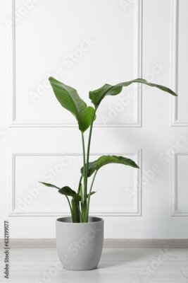 Papier peint  Potted strelitzia on floor indoors. Beautiful houseplant