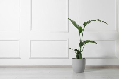 Papier peint  Potted strelitzia on floor indoors, space for text. Beautiful houseplant