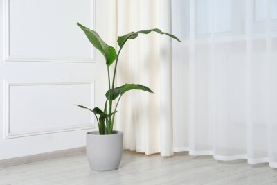 Papier peint  Potted strelitzia on floor indoors, space for text. Beautiful houseplant